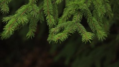 Yeşil orman arka planlı ağaç dalları