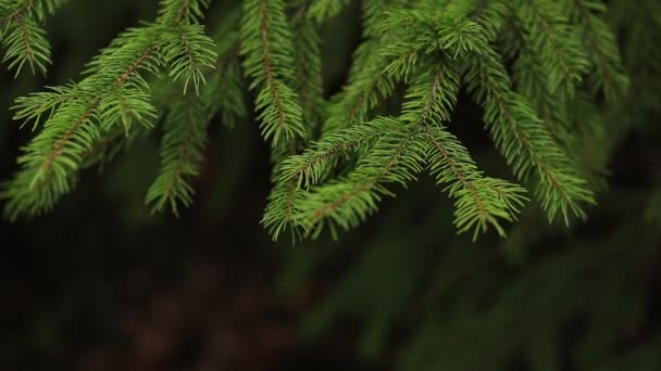 緑の森の背景を持つ木の枝 — ストック動画