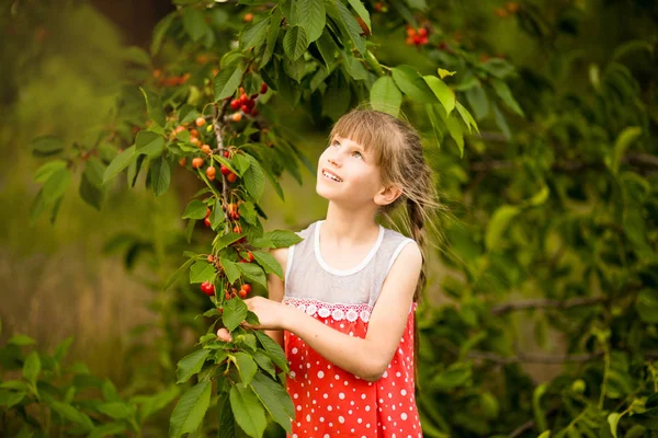 Menina feliz jogar perto de cerejeira no jardim de verão. O miúdo a apanhar cereja na quinta das frutas. Criança pegar cerejas no pomar de verão . — Fotografia de Stock