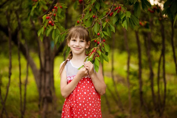 Happy Little Girl spelen in de buurt Cherry Tree in de zomertuin. Kid plukken kers op fruitboerderij. Kind pick kersen in de zomer boomgaard. — Stockfoto