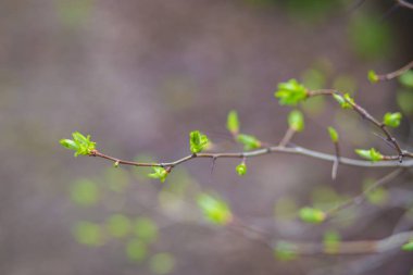 Baharda dallarda yeşil tomurcuklar. Bahar zamanı doğa ve çiçek açar. Bokeh ışık arkaplanı.