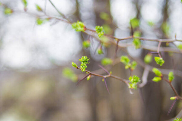 Зеленые почки на ветвях весной. Природа и расцвет в весеннее время. Bokeh легкий фон.