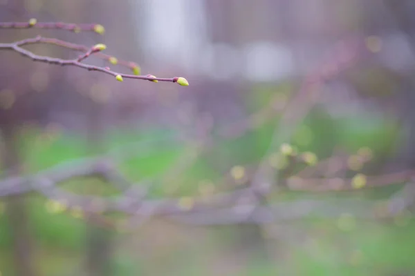 Green buds on branches in spring. Nature and blooming in spring time. Bokeh light background. — Stock Photo, Image