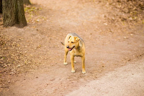 Portrait de jeu de chien de village sans abri dans le parc d'été — Photo