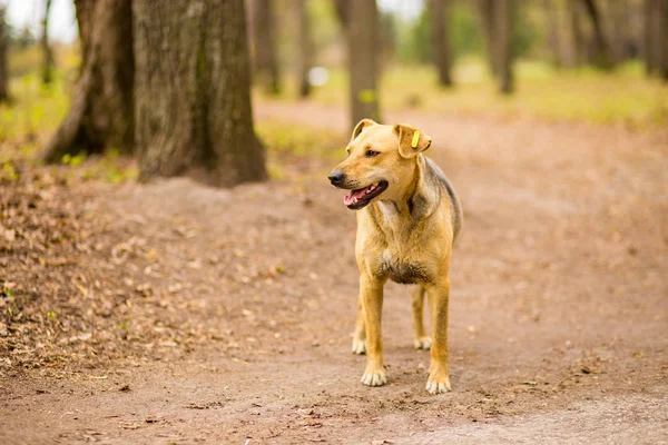 Portrait de jeu de chien de village sans abri dans le parc d'été — Photo