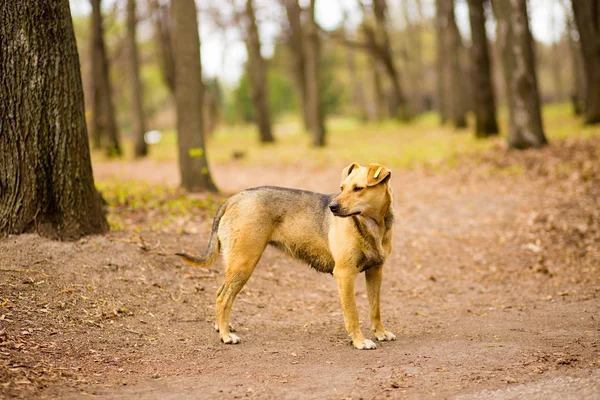 夏の公園でホームレスの村の犬の遊びの肖像画 — ストック写真