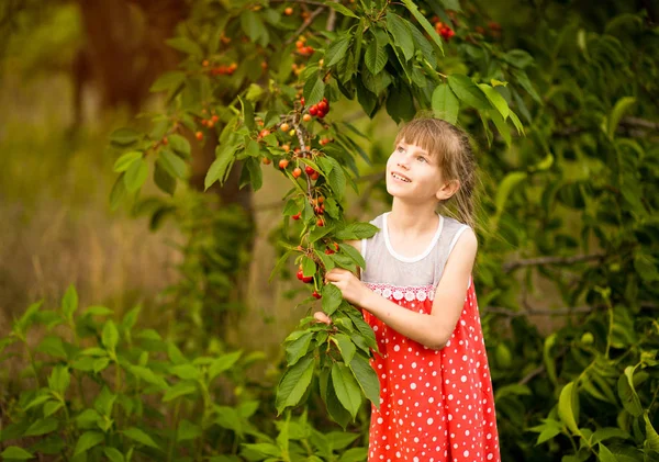 Happy Little Girl spelen in de buurt Cherry Tree in de zomertuin. Kid plukken kers op fruitboerderij. Kind pick kersen in de zomer boomgaard. — Stockfoto