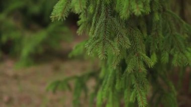 Çam iğneleri yaz orman parlak dalı. Woodland, kabarık çam ağacı dalı. Güzel çevre yaban hayatı bitkiler doğada saklıdır. Derin ormanda köknar ağacı. Yaz park doğa sahne