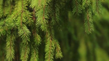 Çam iğneleri yaz orman parlak dalı. Woodland, kabarık çam ağacı dalı. Güzel çevre yaban hayatı bitkiler doğada saklıdır. Derin ormanda köknar ağacı. Yaz park doğa sahne