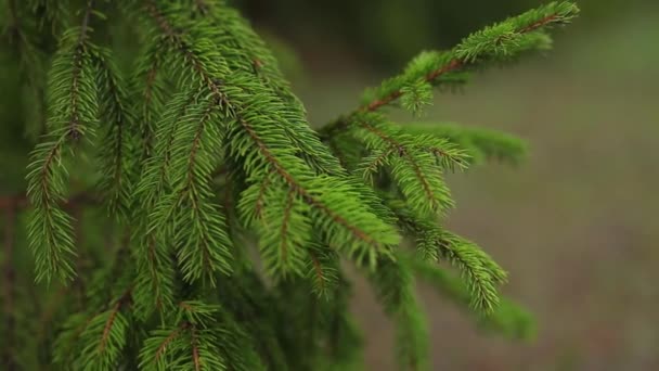 夏の森の松の葉の明るい分岐します ウッドランドにふわふわの松の木の枝 自然野生動物植物と美しい環境を留保します 深い森のモミの木 夏公園自然シーン — ストック動画