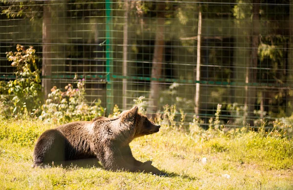 Rehabilitační centrum pro hnědé medvědy, národní přírodní park Synevyr Ukrajina. — Stock fotografie
