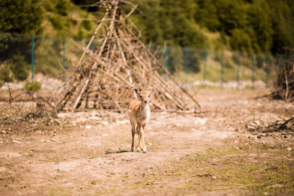 Jolie jachère tachetée bébé cerf dans la forêt d'été — Photo