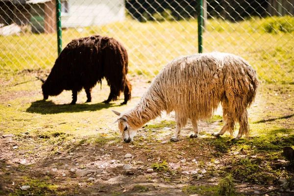 Коричневые и белые ламы стоят в поле и едят траву в Карпатском зоопарке. Животные в плену — стоковое фото