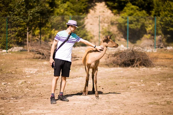 観光客男touch若い鹿によって手でカルパチア動物園 — ストック写真