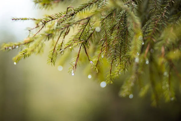 Abstract natural background. Pine tree with morning dew on twig and sunlight. copy space