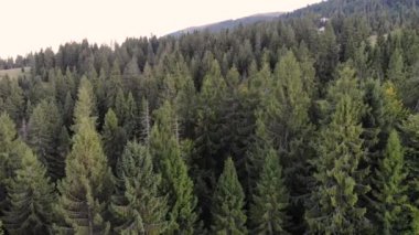 Güzel dağlardaki ladin ve çam ormanlarının havadan görünüşlü insansız hava aracı. İnsan yok, seyahat konsepti. Doğanın tadını çıkarıyor.