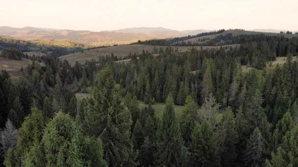 Drone Ansicht Von Fichten Und Kiefernwäldern Wunderschönen Bergen Aus Der — Stockvideo