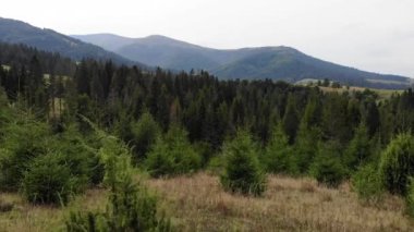 Orman ve dağlarla dolu güzel manzaranın havadan görünüşü. Arkasında dağlar olan yeşil ladin üzerindeki dron görüntüsü.