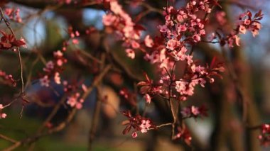 Ağaç dallarında açan pembe çiçeklere yakın. Bahar doğası arka planı
