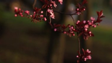 Ağaç dallarında açan pembe çiçeklere yakın. Bahar doğası arka planı