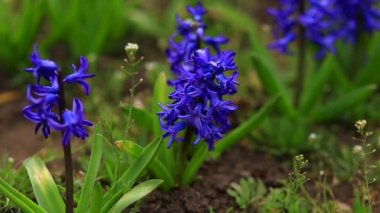 Field of beautiful fresh blooming delicate blue hyacinths in early spring in the park.
