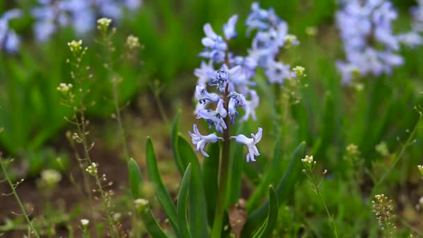 Field Beautiful Fresh Blooming Delicate Blue Hyacinths Early Spring Park — Stock Video