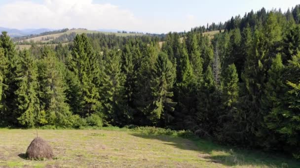 Aerial drone view. Top flight over pine tree forest in sunny day. Mountain range in background. Nature, travel, holidays. — Αρχείο Βίντεο