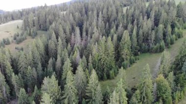 Güzel dağlardaki ladin ve çam ormanlarının havadan görünüşlü insansız hava aracı. İnsan yok, seyahat konsepti. Doğanın tadını çıkarıyor.