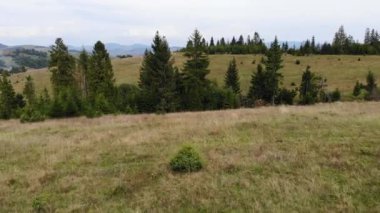 Orman ve dağlarla dolu güzel manzaranın havadan görünüşü. Arkasında dağlar olan yeşil ladin üzerindeki dron görüntüsü.