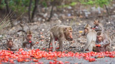 Maymun lezzetli domates yemek görmek.
