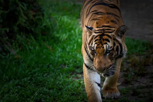 Tigre Caminando Hacia Muy Aterrador —  Fotos de Stock