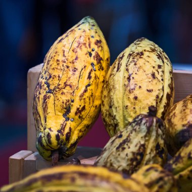 Taze kakao pod göstererek kakao çekirdeği, arka planda bir kakao bitki ile kesmek.