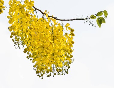 Cassia Fistula Çiçeği Beyaz Arkaplanda İzole Edildi.