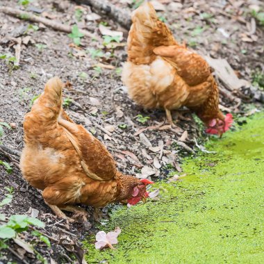 Kırmızı tavuk çiftliğinde. Ev yapımı tavuk. Rustik bak.