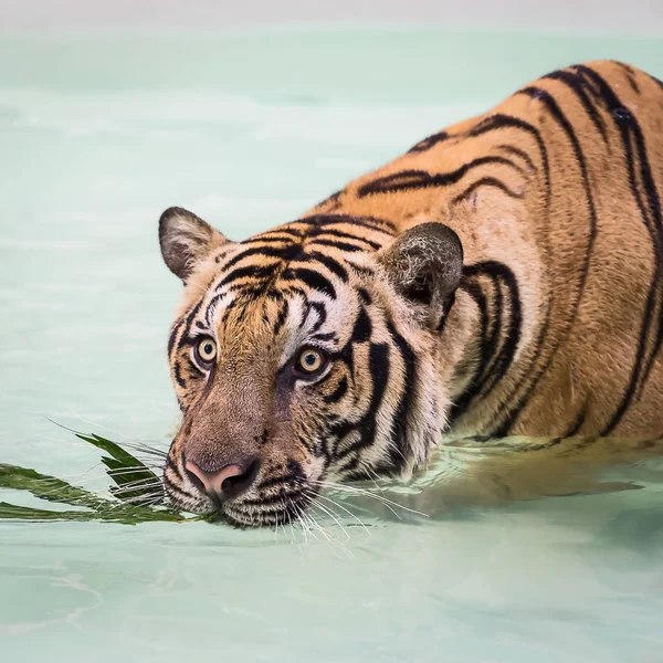 Tigre Lagoa Para Relaxar Dia Quente — Fotografia de Stock