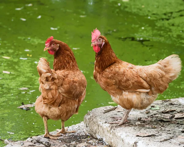 Poule Rouge Ferme Volaille Artisanale Look Rustique — Photo