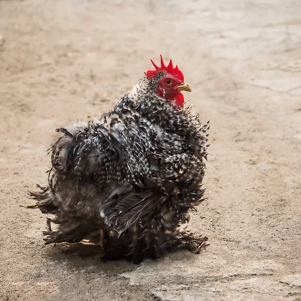 Güzel siyah ve beyaz frizzle.