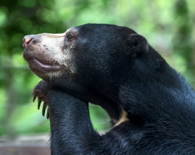 Sun Bear (Helarctos malayanus) Güneş Ayısı (Helarctos malayanus))