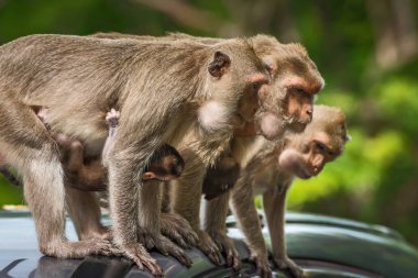 Aile maymunlar anne arabanın çatısına durdu. 