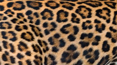 Leopar kürk arka kapatmak.