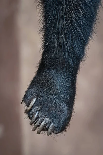 Bliska Noga Sun Bear Helarctos Malayanus — Zdjęcie stockowe