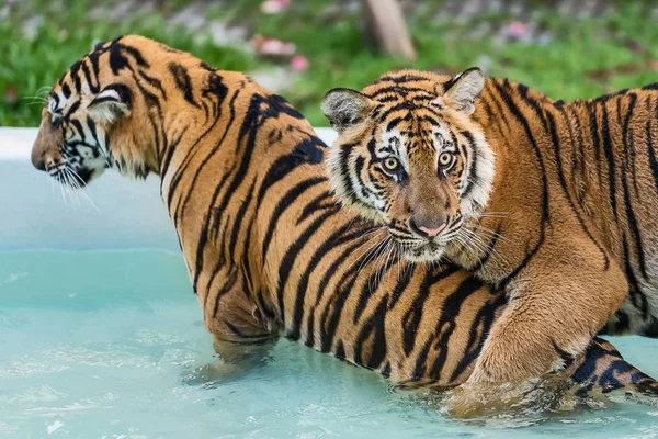 The tiger plays in the pool on a hot day.