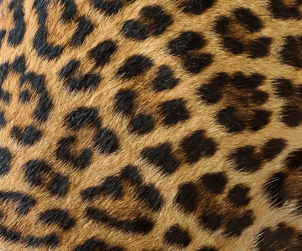 Leopar kürk arka kapatmak.