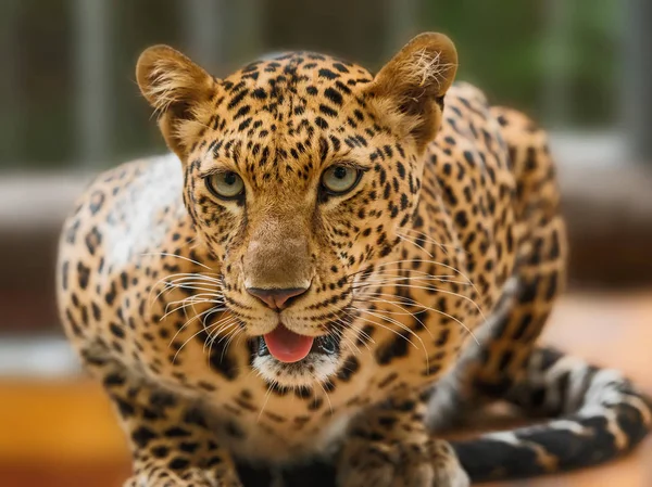 Närbild Porträtt Leopard — Stockfoto