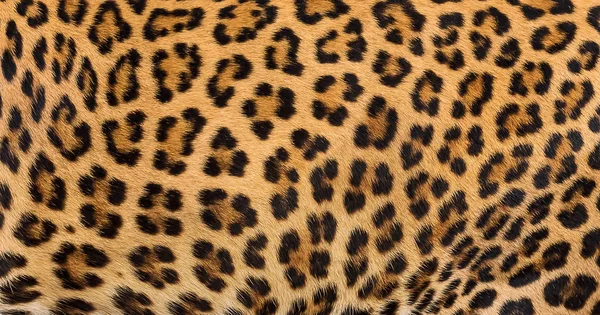Primer Plano Fondo Piel Leopardo —  Fotos de Stock