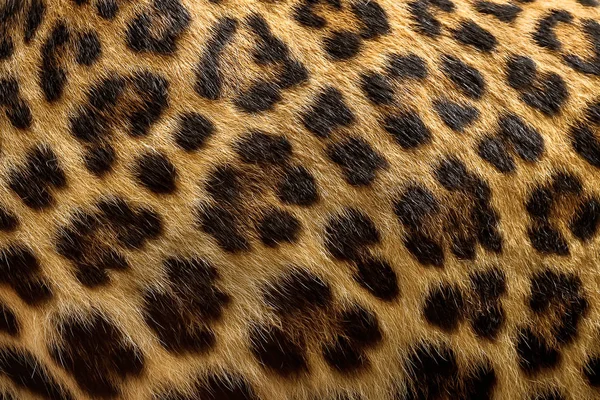 Primer Plano Fondo Piel Leopardo —  Fotos de Stock