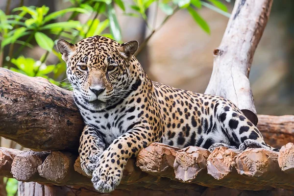 Bel Leopardo Sdraiato Sul Tavolo Dello Zoo — Foto Stock