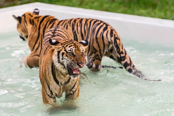 The tiger plays in the pool on a hot day.
