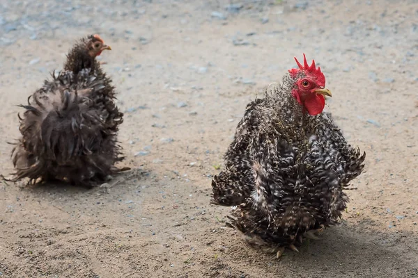 Siyah ve beyaz tavuk ve horoz cochin (Gallus gallus domesticus)