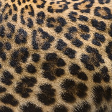 Leopar kürk arka kapatmak.